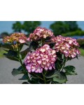 Цветущий куст Hydrangea macrophylla Adula